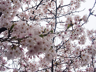 北浜恵美須神社の桜